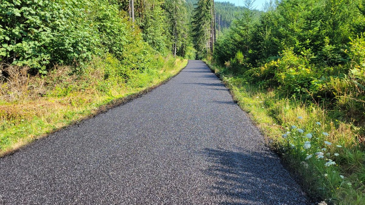 Freshly paved asphalt lane running through trees